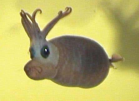 Piglet Squid (Photo: Alan Kinnear)