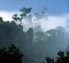 Trees hiccup methane rather than belch