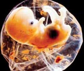 Major flaw in miscarriage test