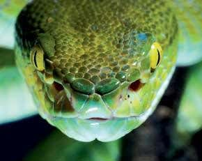 Snakes hunt their prey blindfolded