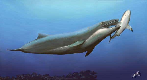 This ancient predator shows no sign of the gentle filter-feeding of its modern day relatives (Artist's impression: Erich Fitzgerald/Monash University)