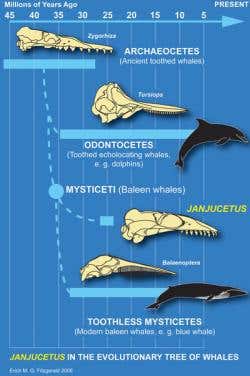Where Janjucetus hunderi fits into the evolutionary tree of whales