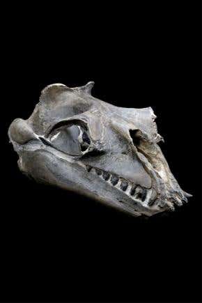 The sharp-toothed past of filter-feeding whales