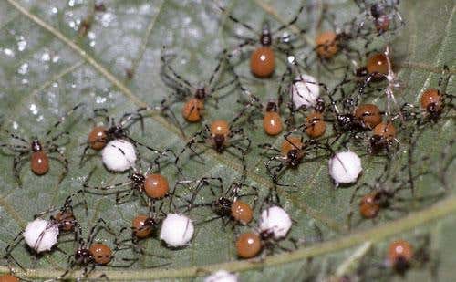 Society-focused spiders live and hunt together