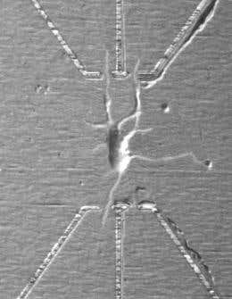 New Scientist. Science news and long reads from expert journalists, covering developments in science, technology, health and the environment on the website and the magazine.