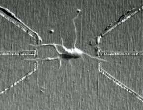 Neuron forms links with silicon nanowires