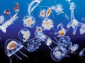 Ocean acidification: the <I>other</I> CO<SUB>2</SUB> problem