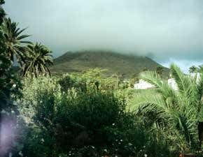 Catch the fog to grow a forest