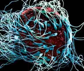 The secret life of semen