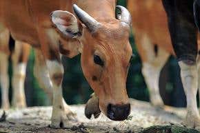 Endangered cattle find pastures new