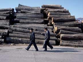 Fell a forest, build a nation