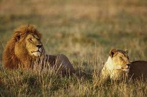 America is not the Serengeti