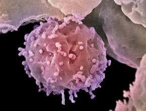Embryonic stem cells without embryo death