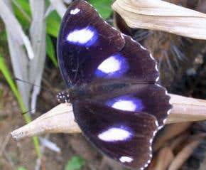Butterflies evolve to thwart male killers