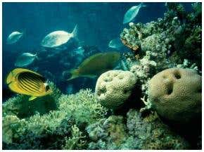 Most corals unable to adapt to warming oceans