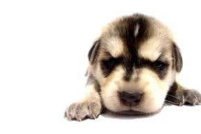 Cats and dogs protect kids from stomach bugs