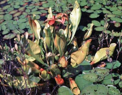 New Scientist. Science news and long reads from expert journalists, covering developments in science, technology, health and the environment on the website and the magazine.