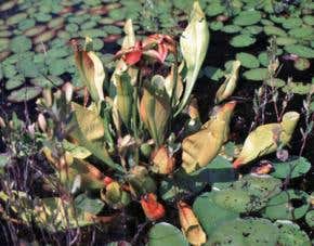 Predicting the impact of wild habitat loss