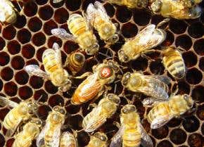 Promiscuous queen bees make healthier hives
