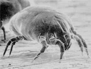 Dust mite droppings damage skin's defences