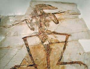 Introduction: Dinosaurs