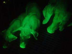 New Scientist. Science news and long reads from expert journalists, covering developments in science, technology, health and the environment on the website and the magazine.