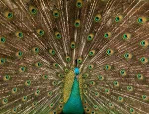 New Scientist. Science news and long reads from expert journalists, covering developments in science, technology, health and the environment on the website and the magazine.