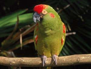 Introduction: Endangered Species