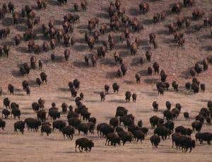 Top 10: Conservation successes and failures