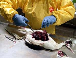 New Scientist. Science news and long reads from expert journalists, covering developments in science, technology, health and the environment on the website and the magazine.