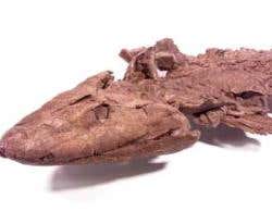 New Scientist. Science news and long reads from expert journalists, covering developments in science, technology, health and the environment on the website and the magazine.