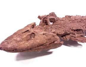 Meet your ancestor – the fish that crawled