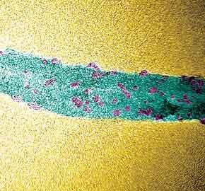 Rusty rind adds magnetic allure to nanotubes