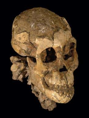 The amazing fossil of 'Lucy's little sister'