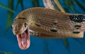 Snakes alive! What's your poison?