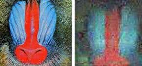 Single-pixel camera could simplify imaging