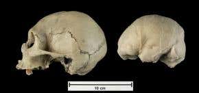 Taking sides in the battle of the 'hobbit'