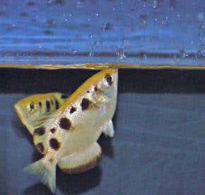 Awesome skills of spitting archerfish revealed
