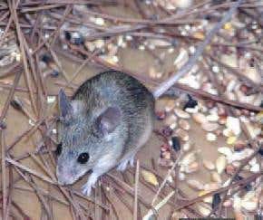 Big-headed 'prehistoric' mouse is alive in Europe