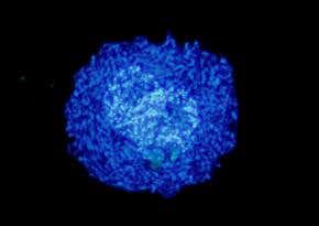 500-million-year-old embryos give up their secrets