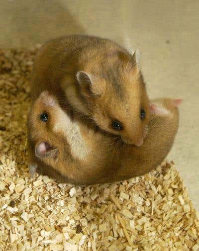 Antidepressants linked to 'adolescent' aggression