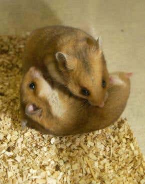 Tattoos make skin less sensitive to touch