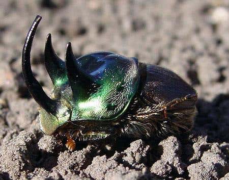 Onthophagus lanista is another species of dung-beetle endowed with impressive head gear 