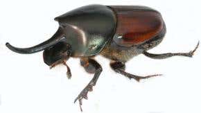Horniest male beetles have tiniest testicles