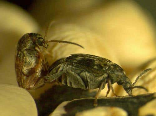 New Scientist. Science news and long reads from expert journalists, covering developments in science, technology, health and the environment on the website and the magazine.