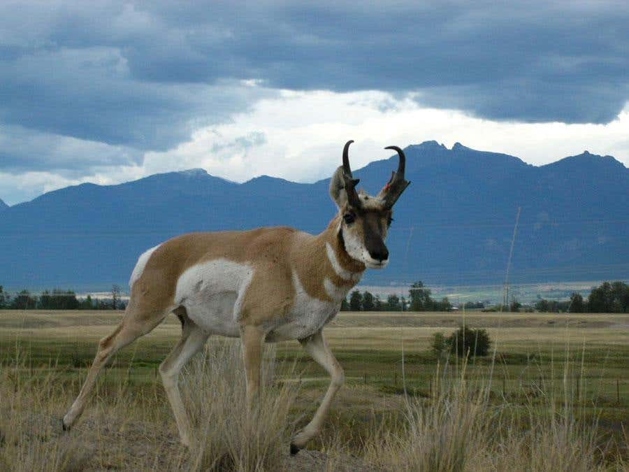 Frisky females know what's best for future fawns