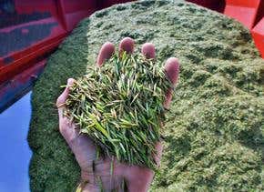 EU stems US imports of genetically modified rice