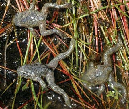 Midwife toads were once common in Spain's Penalara Natural Park, but are dwindling due to a deadly fungal disease