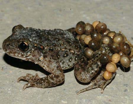 Global warming fuels fungal toad-killer