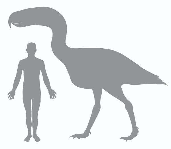 The terror bird compared to a man  